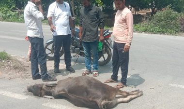 मीरजापुर में भीषण हादसा: सड़क पर बैठे छुट्टा सांड़ से टकराई तेज़ रफ़्तार बाइक, सांड़ की मौके पर मौत