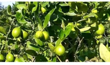 चंबल के बीहड़ों में बदलाव का नया दौर: बंजर जमीन पर फलों की मीठी खुशबू