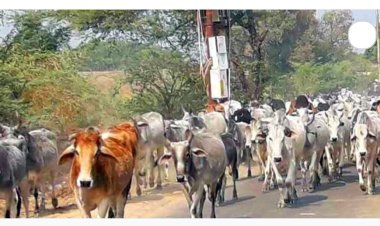 हरदोई में सात गो संरक्षण केंद्र के लिए शासन ने दूसरी किस्त में 5.60 करोड़ रुपये दिए