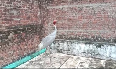 औरैया शहर में सारस पक्षी पर बंदरों का हमला, वन विभाग ने बचाई जान