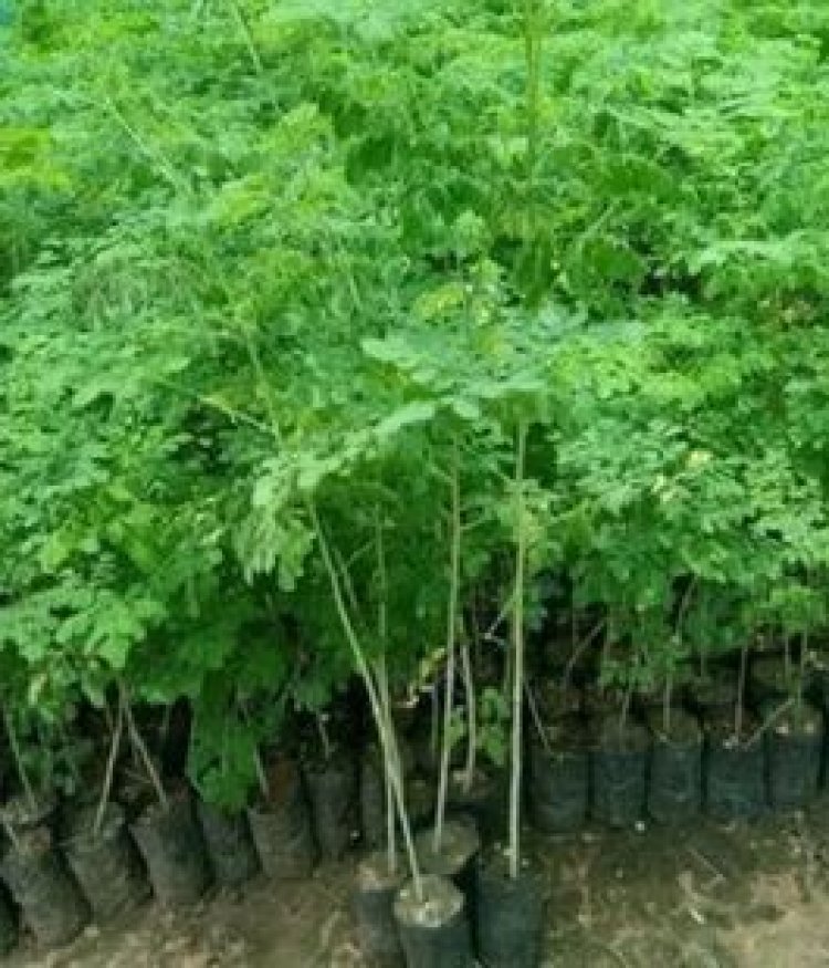 वन विभाग प्रदेश स्तर पर विकसित कर रहा है सहजन के वन