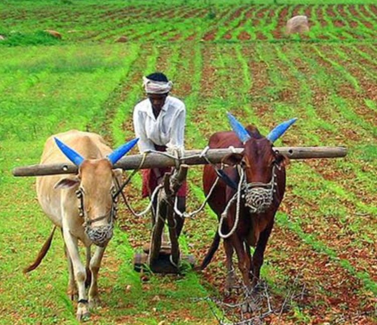 बारिश से तिल की फसल को हो सकता है बड़ा नुकसान