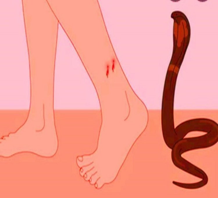 प्रयागराज में सर्पदंश का कहर जारी: महज 12 घंटे में बच्ची सहित दो की मौत