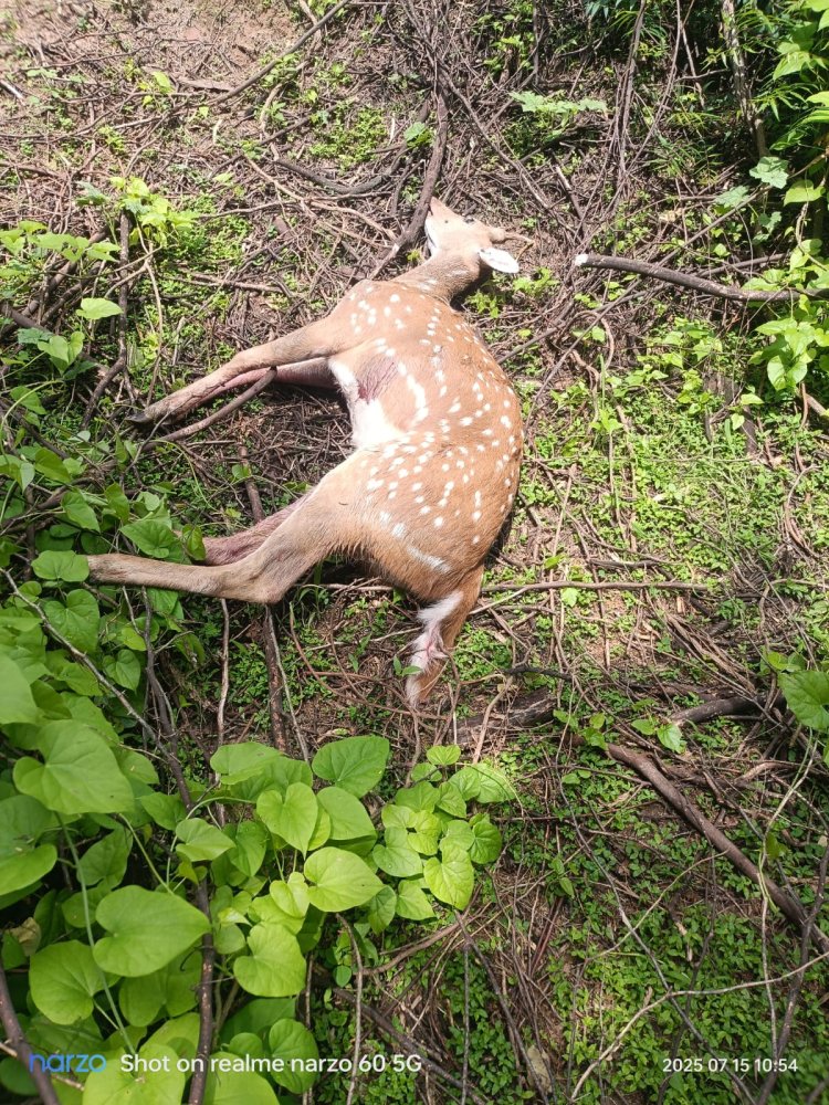 हिरण की हत्या मामले में ग्रामीणओं के खिलाफ दर्ज हुआ मुकदमा