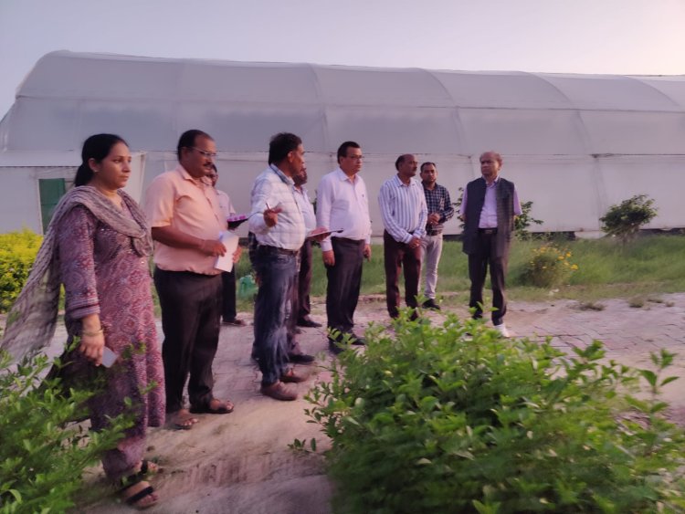 आलू फसल का जमाव वर्षा में होता है प्रभावित, बालू में बीजों को अंकुरित कर करें रोपित : कुलपति