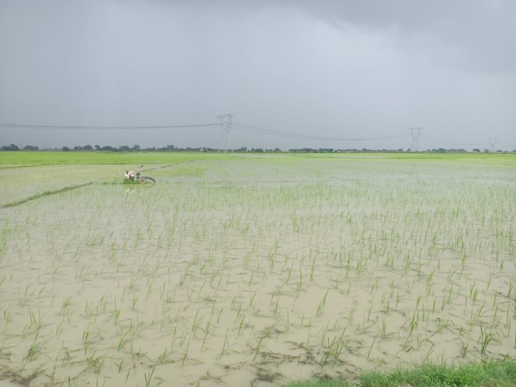 बराऊ में जलभराव से किसानों की डूबी धान की फसल, नहीं हुई नाले की सफाई, प्रशासन से राहत की उम्मीद