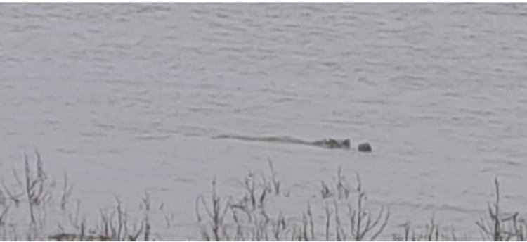 चंबल के तेज बहाव से यमुना में पहुँचे सैकड़ों मगरमच्छ, तटवर्ती क्षेत्रों में दहशत