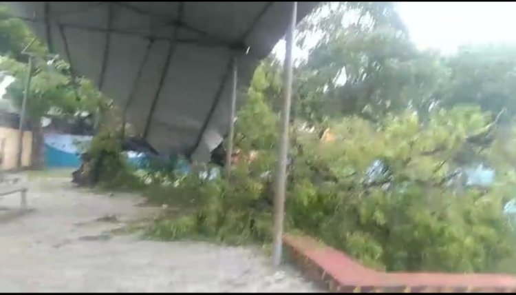 तूफान में गिरा पेड़, गौरैया पार्क में साधक और टहलने वाले लोग हो रहे परेशान