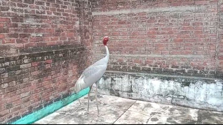 औरैया शहर में सारस पक्षी पर बंदरों का हमला, वन विभाग ने बचाई जान
