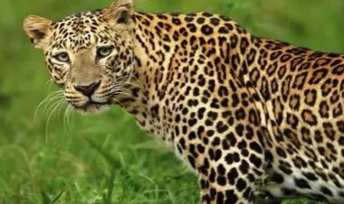 गुलदार ने घर में घुसकर 6 बकरियों को मार डाला, ग्रामीणों में दहशत