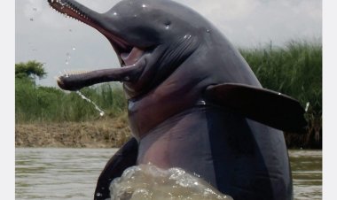 गंगा डॉल्फ़िन संरक्षण के लिए नियुक्त होंगे "डॉल्फ़िन मित्र"