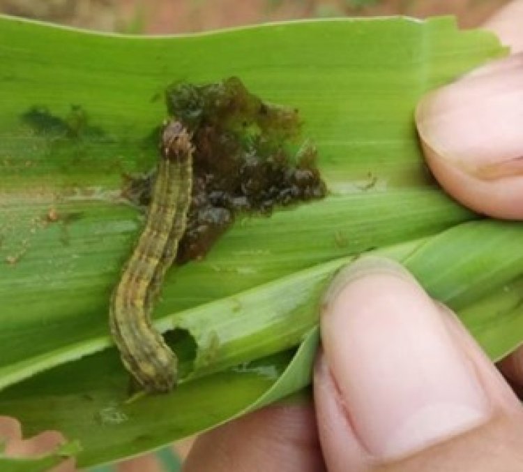 वैज्ञानिकों ने बताए फॉल आर्मीवर्म से मक्के की फसल के बचाव के उपाय