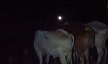 गौवंश हॉटस्पॉट अभियान में प्रयागराज में चिन्हित किए गए 917 निराश्रित गोवंश