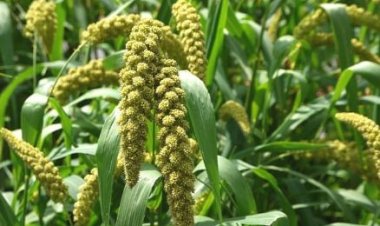 यूपी में पहली अक्टूबर से शुरू होगी 'मोटे अनाज' की खरीद