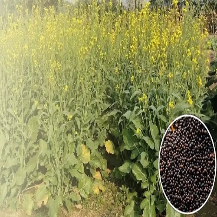 रबी फसलों के नि:शुल्क बीज का मिनीकिट प्राप्त करने को किसान भाई ऑनलाइन करें आवेदन