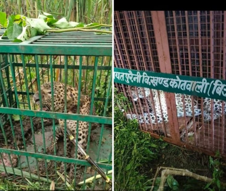 बिजनाैर में अलग-अलग जगहाें से पकड़े गए दाे गुलदार