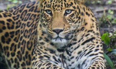 जंगल में गुलदार के सामने आने से किसानाें के उड़े होश