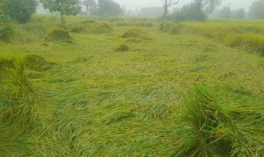 तेज हवा व बारिश से खेतों में गिरी धान की फसल, किसानों की बढ़ी चिंता