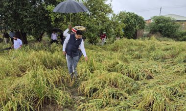 डीएम ने खेतों में पहुंचकर लिया फसलों के नुकसान का जायजा, दिए सर्वे के निर्देश