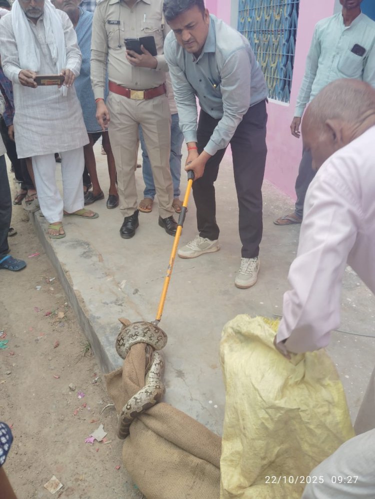 किसान के घर में घुसा 15 फीट लम्बा अजगर, वन विभाग ने किया रेस्क्यू