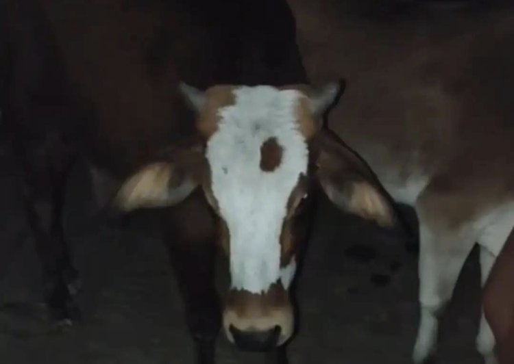 गौवंश से भरा ट्रक पकड़ा