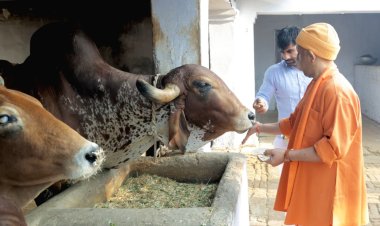 सीएम योगी ने शक्तिपीठ देवीपाटन में किए मां पाटेश्वरी जी के दर्शन, गोवंशों को खिलाया चारा, गायों को दुलार कर दिया उनके संरक्षण का संदेश