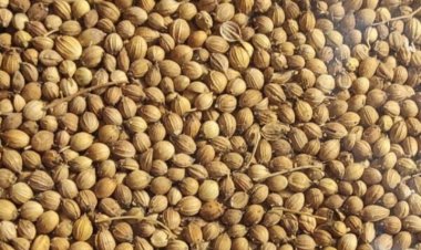 कृषि वैज्ञानिकों की सलाह : किसान धनिया की खेती से बढ़ाएं आमदनी  कम लागत में अधिक लाभ की सम्भावना