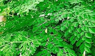 दूध-केला से पौष्टिक है मोरिंगा के पत्ते :डॉ. गजेंद्र कुमार