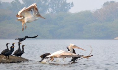 आगरा -दूर देशों से हजारों किलोमीटर का सफर तय कर आगरा की कीठम झील पहुंचे सैलानी परिंदे