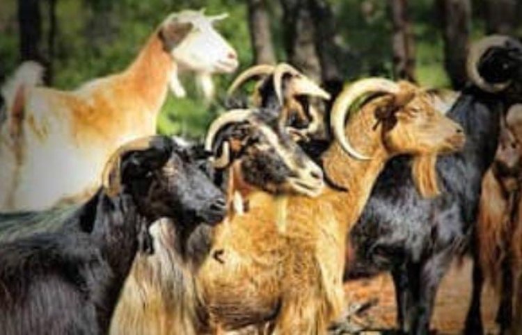 कृत्रिम गर्भाधान से बकरियों की नस्ल सुधारने को प्रयागराज में बनाए गए हैं 14 केन्द्र