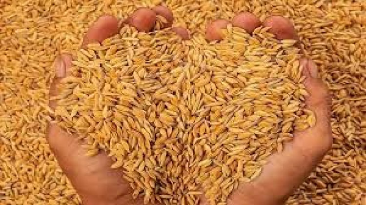 मुरादाबाद में धान खरीद ने पकड़ी रफ्तार: 19452 टन खरीद पूरी, किसानों को 85% तक भुगतान