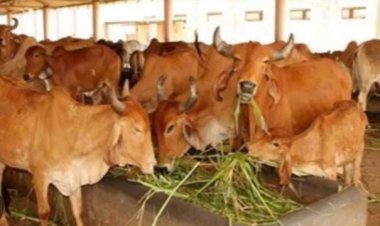 प्रयागराज की तीन गोशालाओं को बनाया जाएगा माडल गोशाला