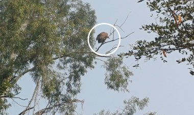 सीतापुर के एलिया गांव में वर्षों बाद दिखे गिद्ध, दुर्लभ पक्षियाें को देखने उमड़े ग्रामीण