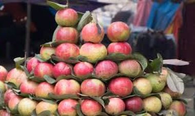 सर्दियों का असली खजाना: ये अमरूद नहीं, सोना हैं | प्रयागराज का लाल अमरूद