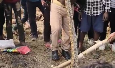 खेत में रेंगता दिखा सात फीट का अजगर