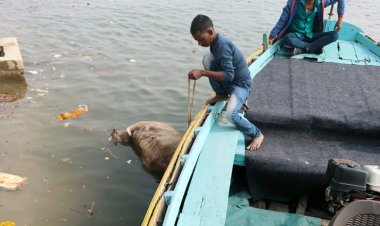 वाराणसी: बूंदी परकोटा से गोलाघाट तक हटाए गए गंगा किनारे पड़े मृत जानवर