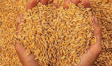 प्रदेश में 4,09,444 किसानों से ख़रीदा गया धान, आंकड़ा 25 लाख मीट्रिक टन के पार