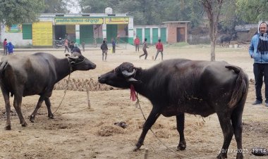 पाठशाला या पशुशाला? माॅडल गांव के स्कूल में मवेशियों का डेरा
