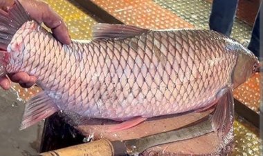 प्रयागराज के मछली करोबार से जुड़े 6 किसान किए गए सम्मानित