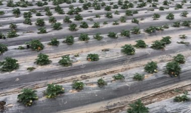 जौनपुर के किसानों ने स्ट्राबेरी की खेती से की लाखों की आमदनी