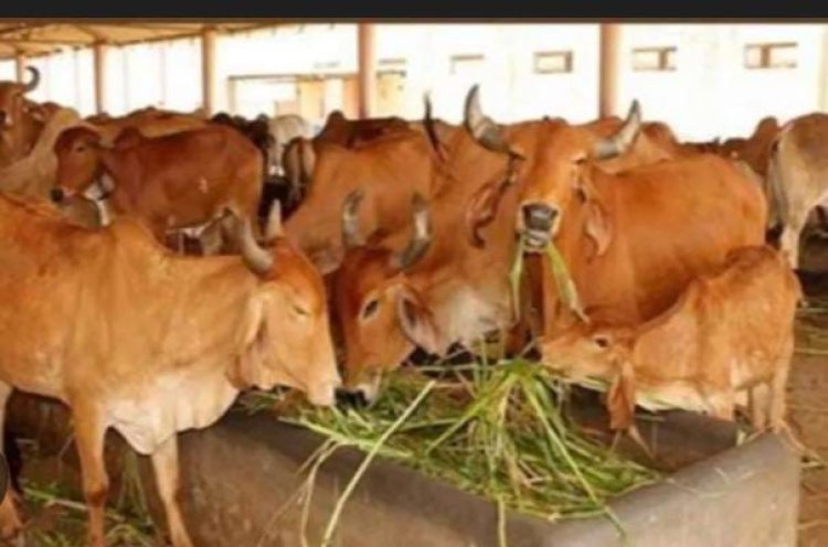 प्रयागराज की तीन गोशालाओं को बनाया जाएगा माडल गोशाला