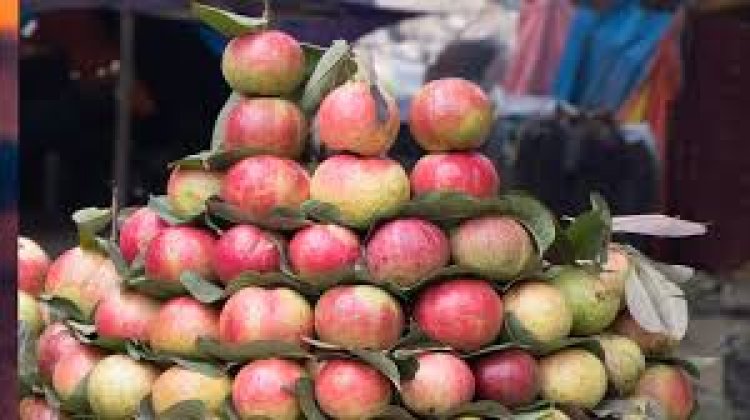 सर्दियों का असली खजाना: ये अमरूद नहीं, सोना हैं | प्रयागराज का लाल अमरूद