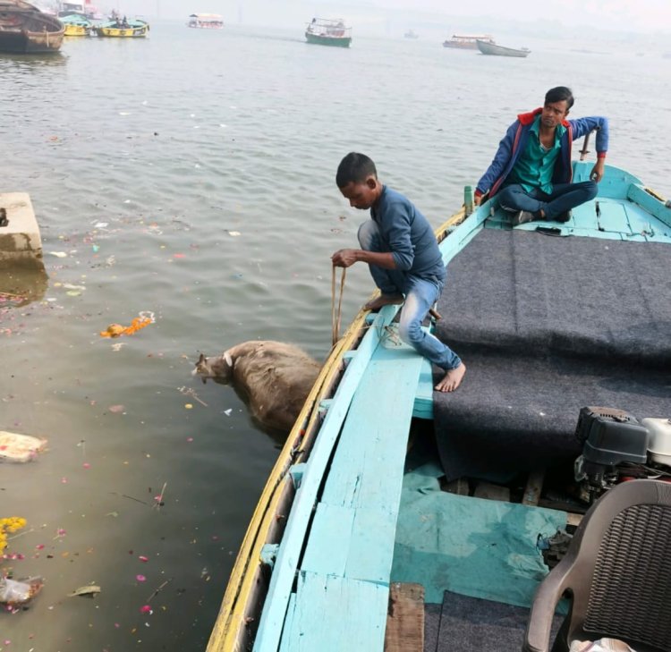 वाराणसी: बूंदी परकोटा से गोलाघाट तक हटाए गए गंगा किनारे पड़े मृत जानवर