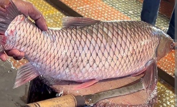 प्रयागराज के मछली करोबार से जुड़े 6 किसान किए गए सम्मानित