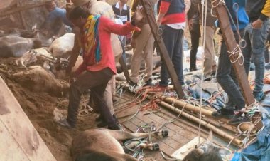 मीरजापुर में गोवंशों से लदा ट्रक नाले में पलटा, 13 गोवंश की मौत