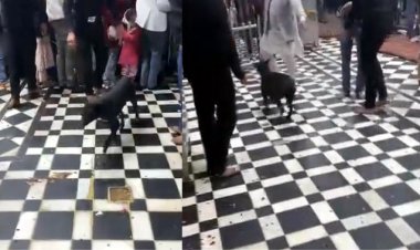 बांके बिहारी मंदिर में कुत्ते घूमने का वीडियो वायरल, गोस्वामी महिलाओं ने शुद्धिकरण को छिड़का गंगाजल