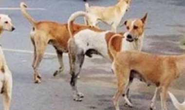 वाराणसी नगर निगम को टोल फ्री नंबर पर आवारा जानवरों की सूचना दें - पशु चिकित्सा अधिकारी