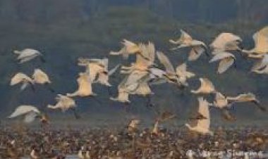 एटा का पटना पक्षी विहार बना उत्तर प्रदेश का 11वां वेटलैंड रामसर साइट