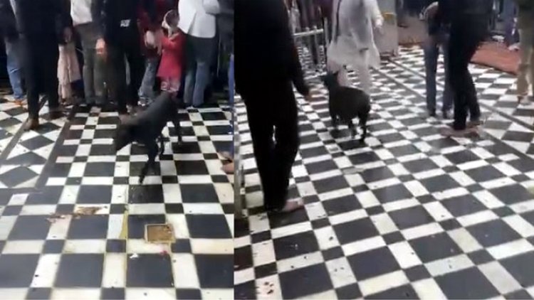 बांके बिहारी मंदिर में कुत्ते घूमने का वीडियो वायरल, गोस्वामी महिलाओं ने शुद्धिकरण को छिड़का गंगाजल