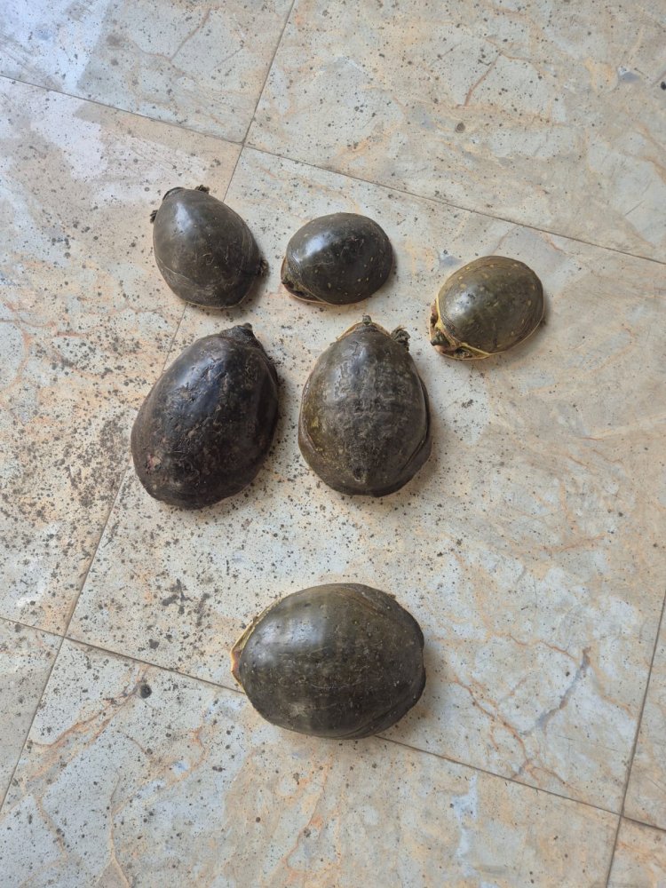 सुन्दरी प्रजाति के छह सौ कछुए बरामद, पांच तस्कर गिरफ्तार